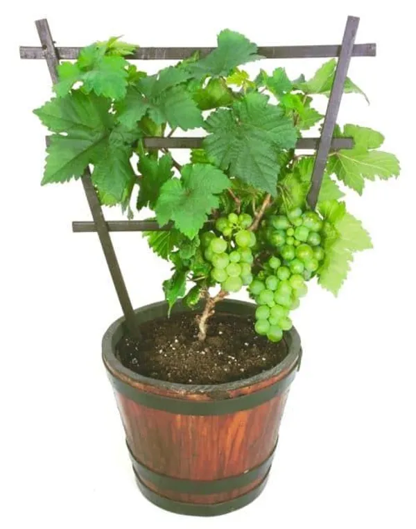Hybrid_Grapes__Fruit_Plant