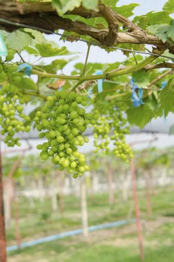 Hybrid_Grapes__Fruit_Plant