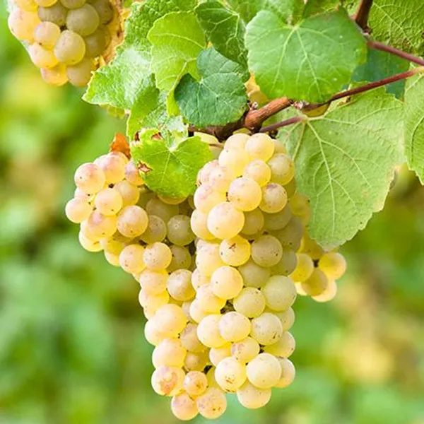 Hybrid_Grapes__Fruit_Plant