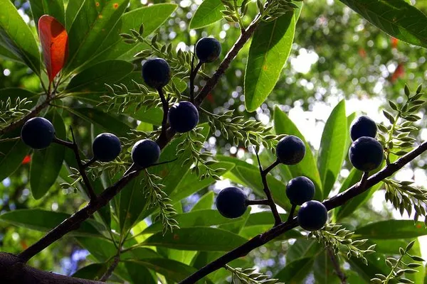 Hybrid_Rudraksha_Live_Plant