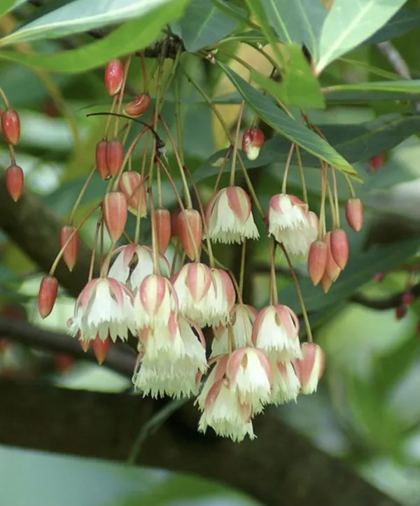 Hybrid_Rudraksha_Live_Plant