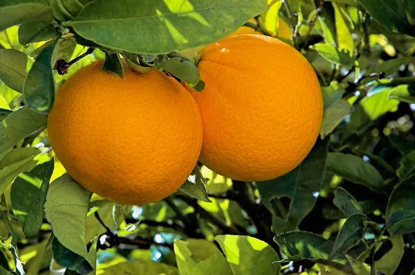 Hybrid_Washington_Navel_Orange_Fruit_Plant_&_Tree_Hight_1.5-3.5_Ft