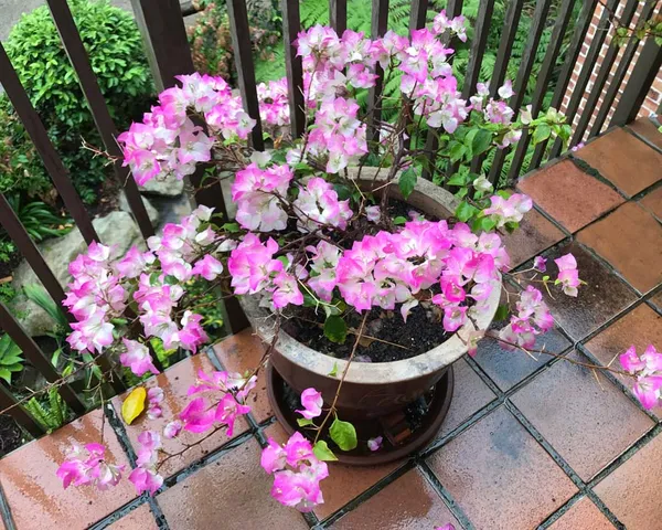 Imperial_Delight_Variety_Bougainvillea_(Grafted)_Live_Flowering_Plant_&_Tree_For_Sweet_Home_Decoration/Shrub/Bush/Garden_(1.5-3.5_Ft_Hight)_Hybrid,_Pack_Of_1