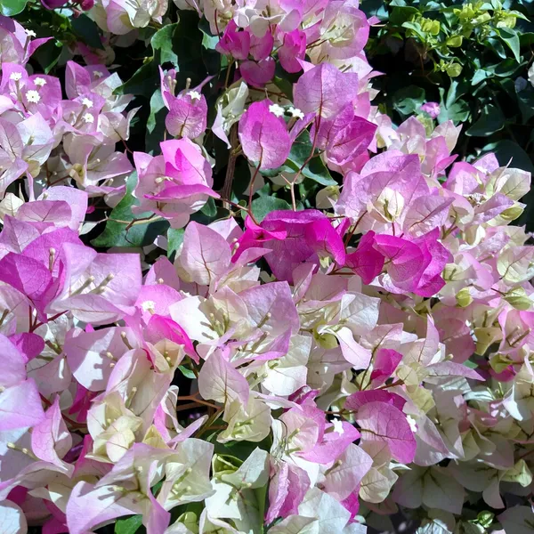 Imperial_Thai_Delight_Bougainvillea_1.5-3.5_Ft_Live_Flowering_Plant