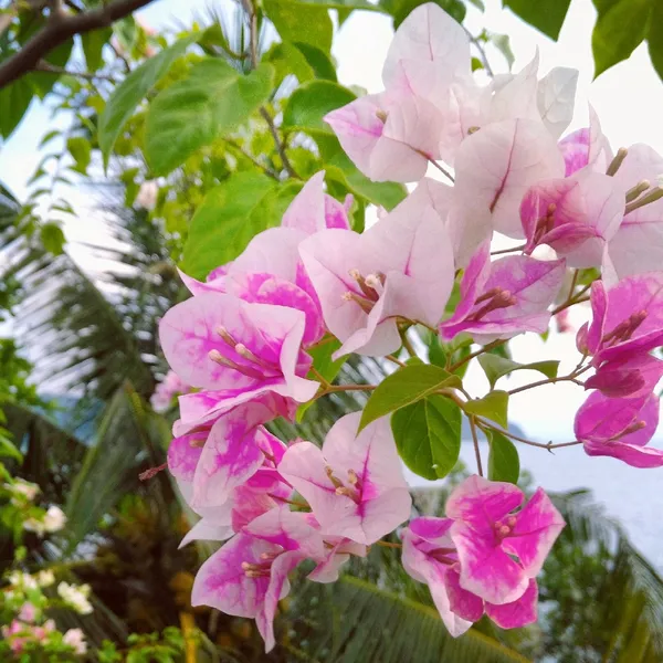 Imperial_Thai_Delight_Bougainvillea_1.5-3.5_Ft_Live_Flowering_Plant