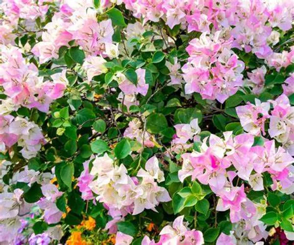 Imperial_Thai_Delight_Bougainvillea_1.5-3.5_Ft_Live_Flowering_Plant