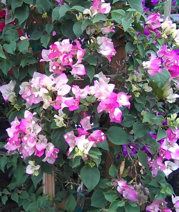 Imperial_Thai_Delight_Bougainvillea_1.5-3.5_Ft_Live_Flowering_Plant