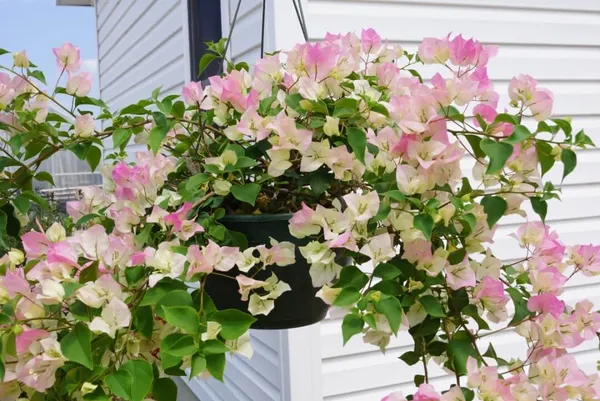 Imperial_Thai_Delight_Bougainvillea_1.5-3.5_Ft_Live_Flowering_Plant