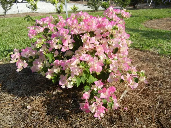 Imperial_Thai_Delight_Bougainvillea_1.5-3.5_Ft_Live_Flowering_Plant