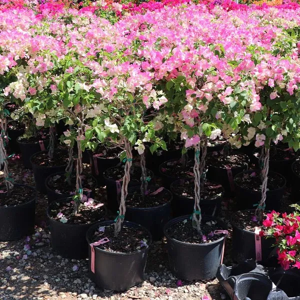Imperial_Thai_Delight_Bougainvillea_1.5-3.5_Ft_Live_Flowering_Plant