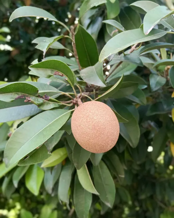 Indian_Chiku_/Sapodilla_Plant