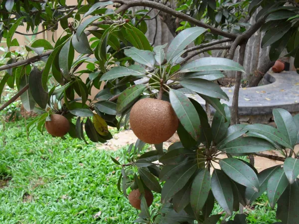 Indian_Chiku_/Sapodilla_Plant