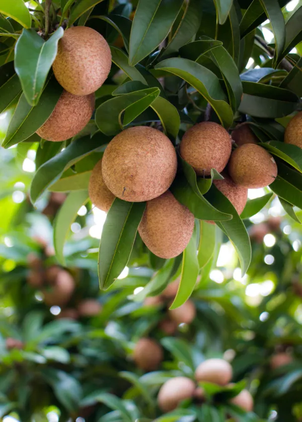 Indian_Chiku_/Sapodilla_Plant