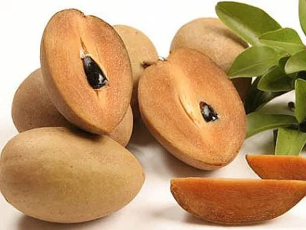 Indian_Chiku_/Sapodilla_Plant