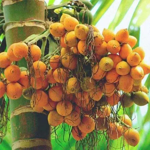 Indian_Hybrid_Supari_Plant