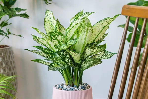 Indoor_Snow_White_Aglaonema_Plant