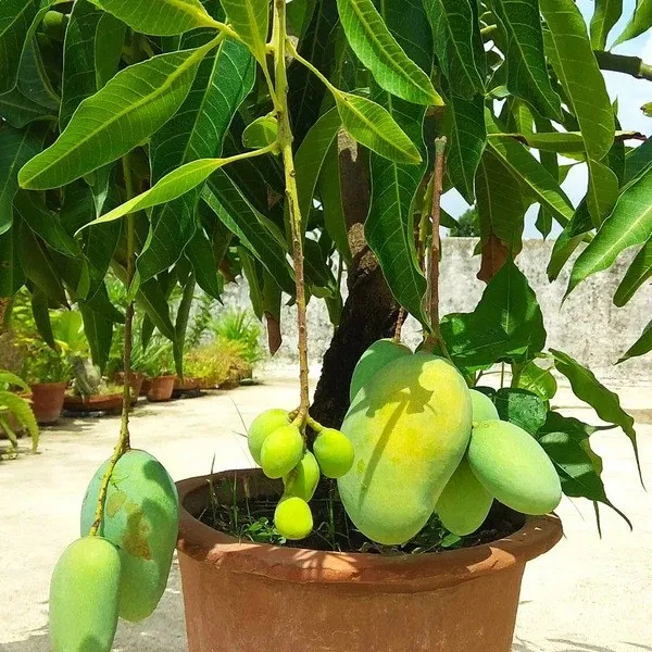 12_Month_Mango_Plant_Hybrid,