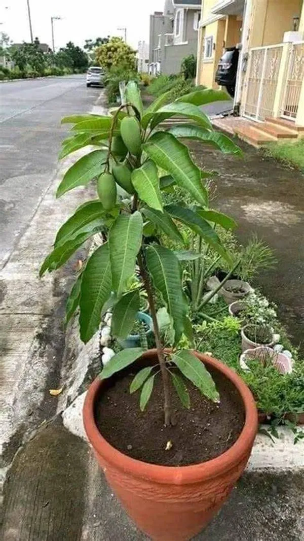 12_Month_Mango_Plant_Hybrid,