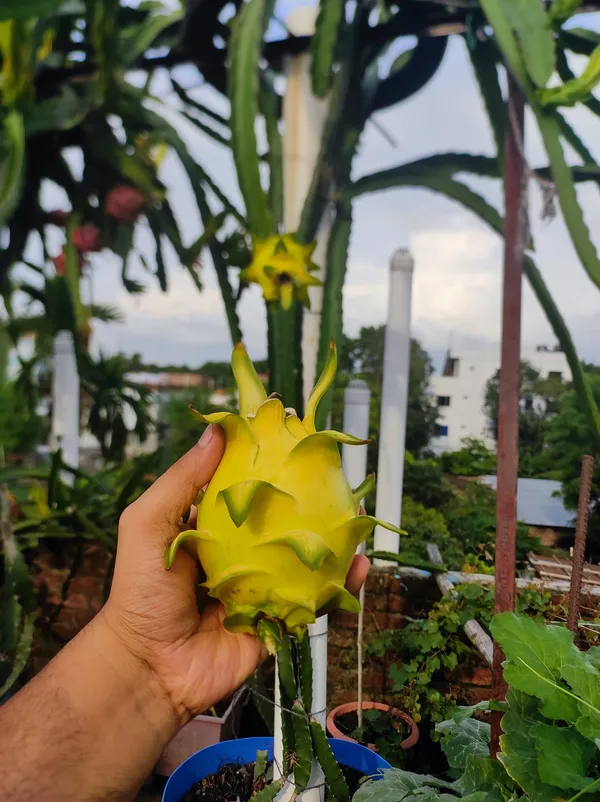 Israeli_Yellow_Dragon_fruit_plant