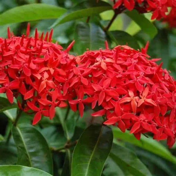 Red_Ixora_Flower_12_Month_Live_Plant