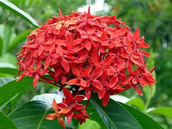 Red_Ixora_Flower_12_Month_Live_Plant