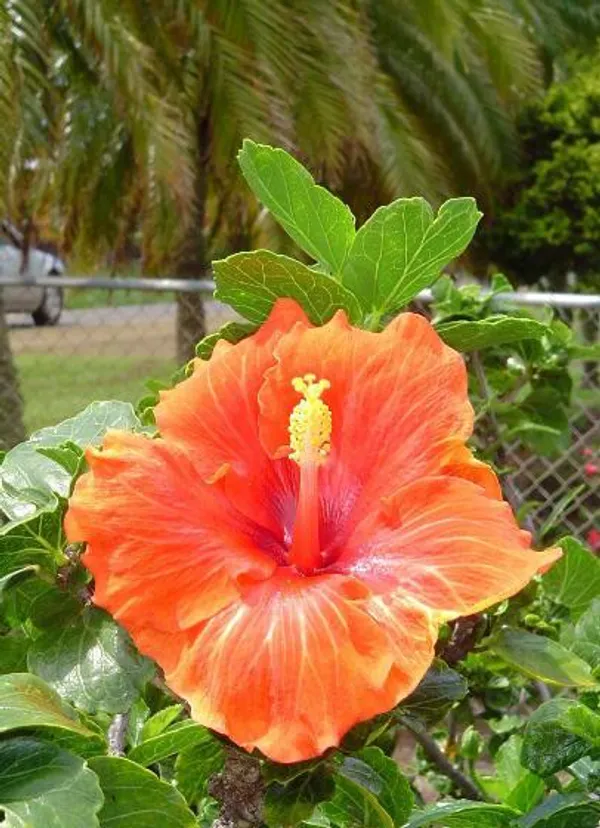 Ixora_Orange_Hybrid_Flower_Plant