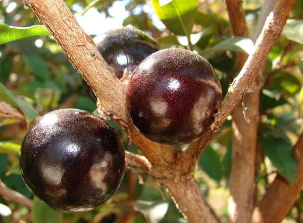California_Hybrid_Jaboticabas_Live_Fruit_Plant_Grafted,