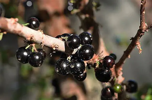 California_Hybrid_Jaboticabas_Live_Fruit_Plant_Grafted,