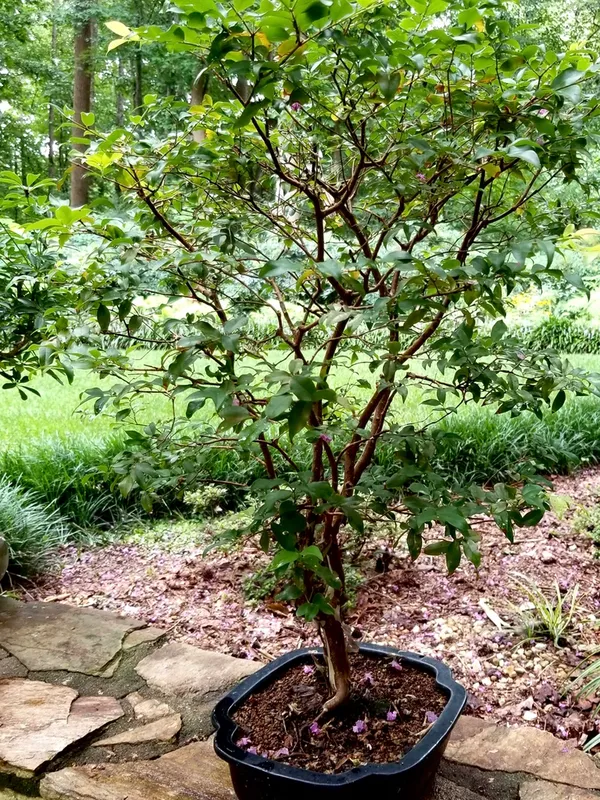 California_Hybrid_Jaboticabas_Live_Fruit_Plant_Grafted,