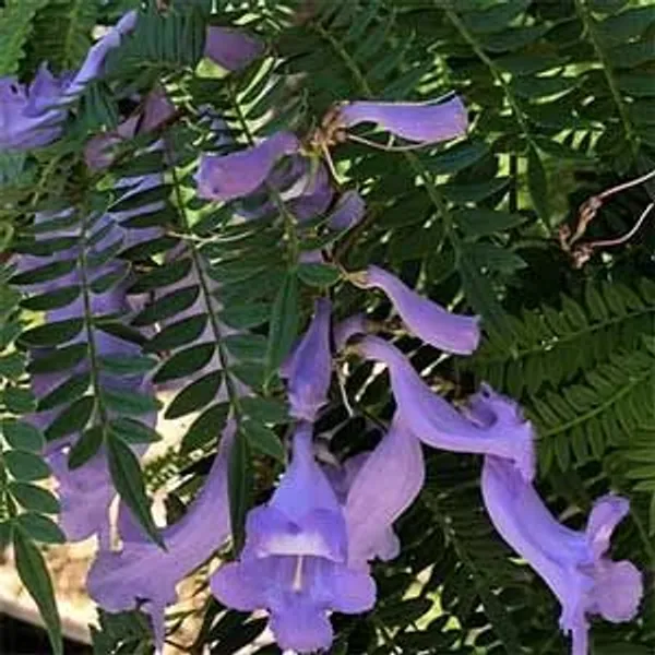 GREENERY__NURSERY_Jacaranda_Flower_Plant