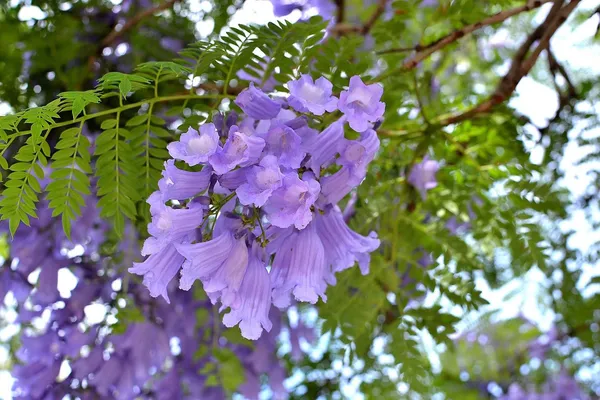 Jacaranda_(Purple)_Live_Flowering_Plant_&_Tree_For_Shrub/Home_Garden_(1.5-3.5_Ft_Plant_Hight)_Pack_Of_1