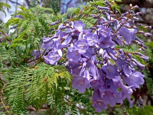 Jacaranda_(Purple)_Live_Flowering_Plant_&_Tree_For_Shrub/Home_Garden_(1.5-3.5_Ft_Plant_Hight)_Pack_Of_1