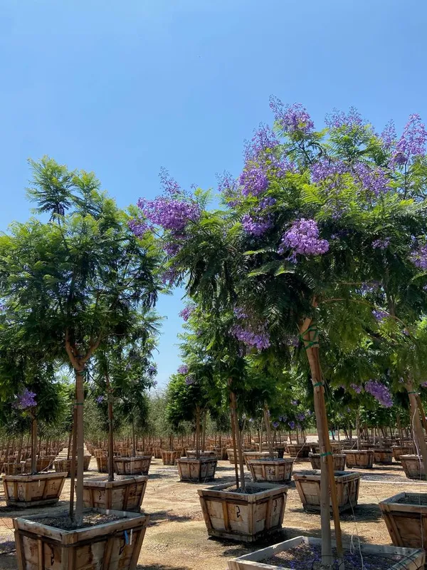 Jacaranda_mimosifolia__Plant____Farming_&_Gardening