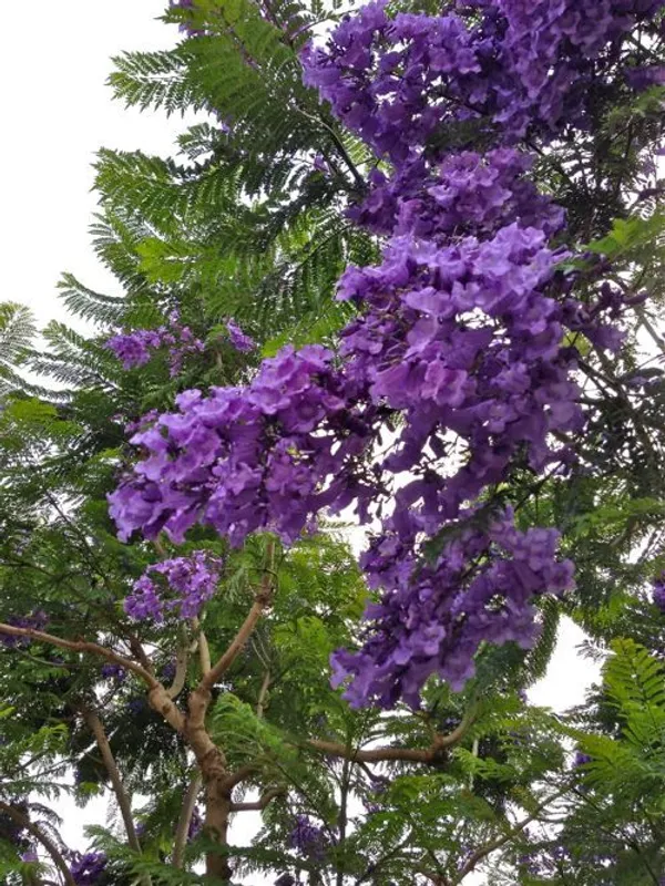Jacaranda_mimosifolia__Plant____Farming_&_Gardening