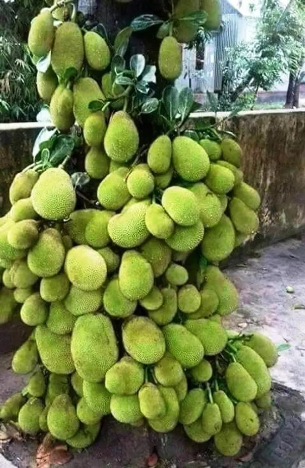 Seedless_Jackfruit_Live_Fruit_Plant_&_Tree_(1.5-3.5_Ft_Hight)_For_Gardening_Well_Watered_Jackfruit_Hybrid_Fruit_Plant_(Pack_Of_1)
