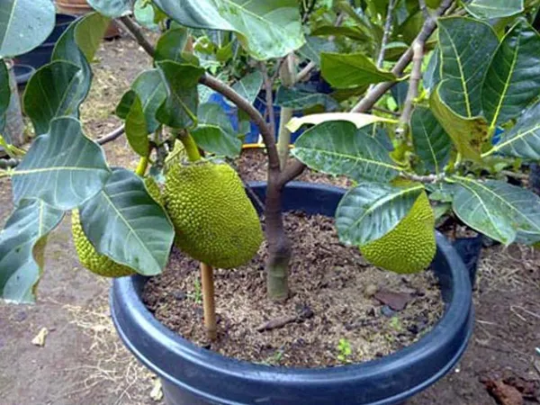 Seedless_Jackfruit_Live_Fruit_Plant_&_Tree_(1.5-3.5_Ft_Hight)_For_Gardening_Well_Watered_Jackfruit_Hybrid_Fruit_Plant_(Pack_Of_1)
