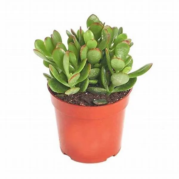 Jade_Air_Purifying_Indoor_Live_Plant