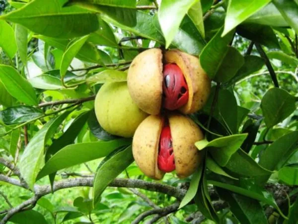 Jayaphal_/Jaiphal__Spice_Plant_Hybrid,