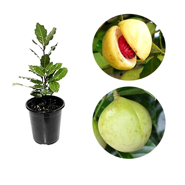 Jayaphal_/Jaiphal__Spice_Plant_Hybrid,