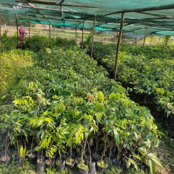 Jayaphal_/Jaiphal__Spice_Plant_Hybrid,