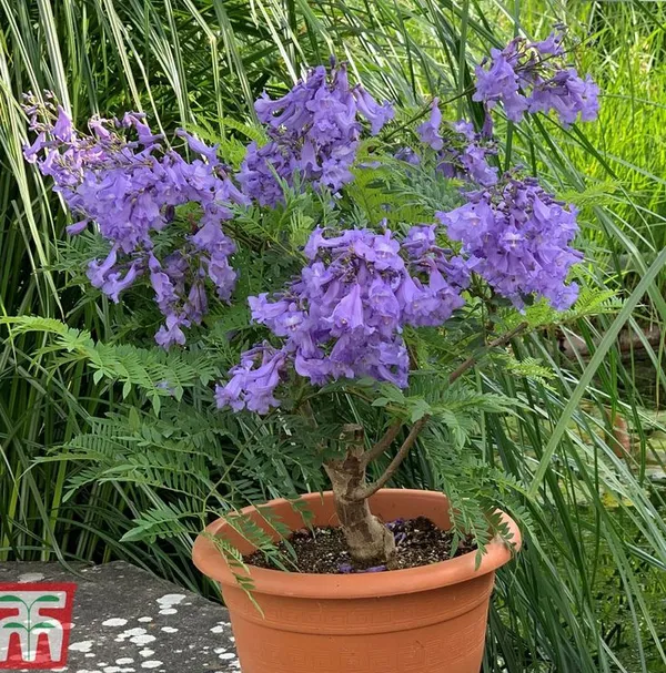 Japanese_Jacaranda_Plant