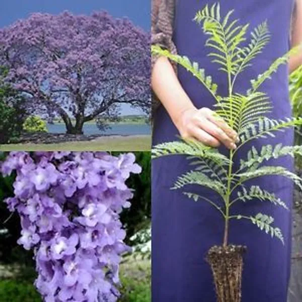 Japanese_Jacaranda_Plant