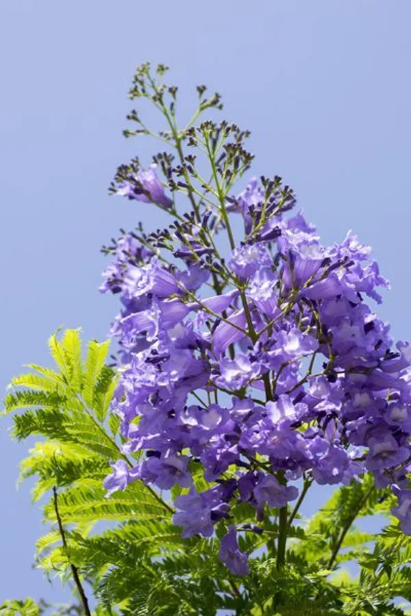 Japanese_Jacaranda_Plant