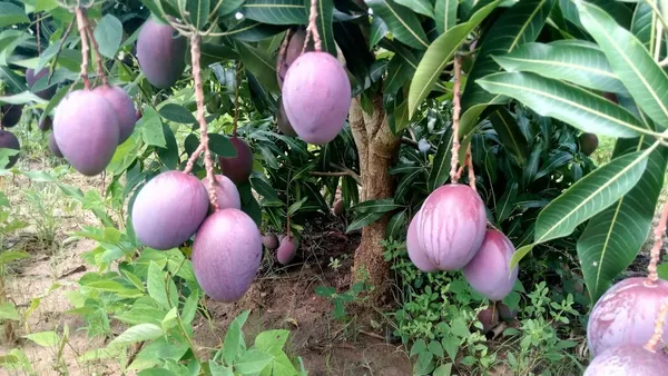 Japanese_Hybrid_Mango_Fruit_Plant_Grafted,