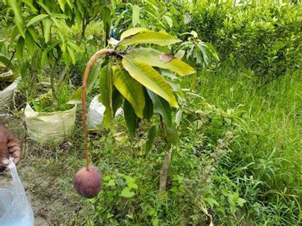 Japanese_Hybrid_Mango_Fruit_Plant_Grafted,