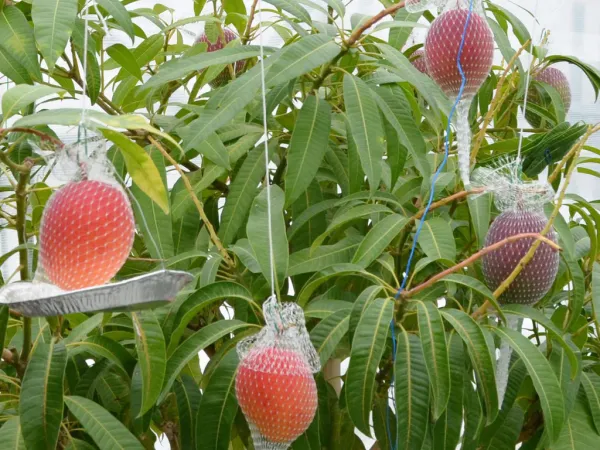 Japanese_Miyazaki_(Red)_Mango_Hybrid_Fruit_Plant_&_Tree_(1.5-3.5_Ft_Hight)_For_Home_Garden_Well_Watered_Miyazaki_Mango_Plant_(Pack_Of_1)