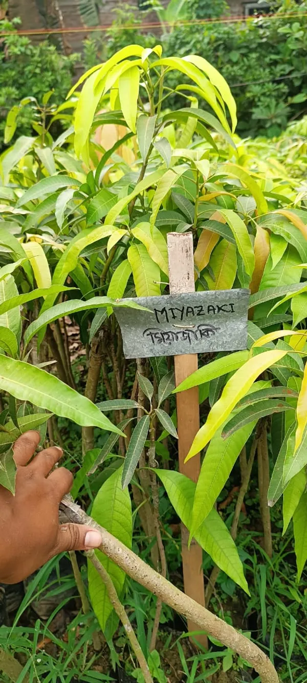 Japanese_Miyazaki_(Red)_Mango_Hybrid_Fruit_Plant_&_Tree_(1.5-3.5_Ft_Hight)_For_Home_Garden_Well_Watered_Miyazaki_Mango_Plant_(Pack_Of_1)