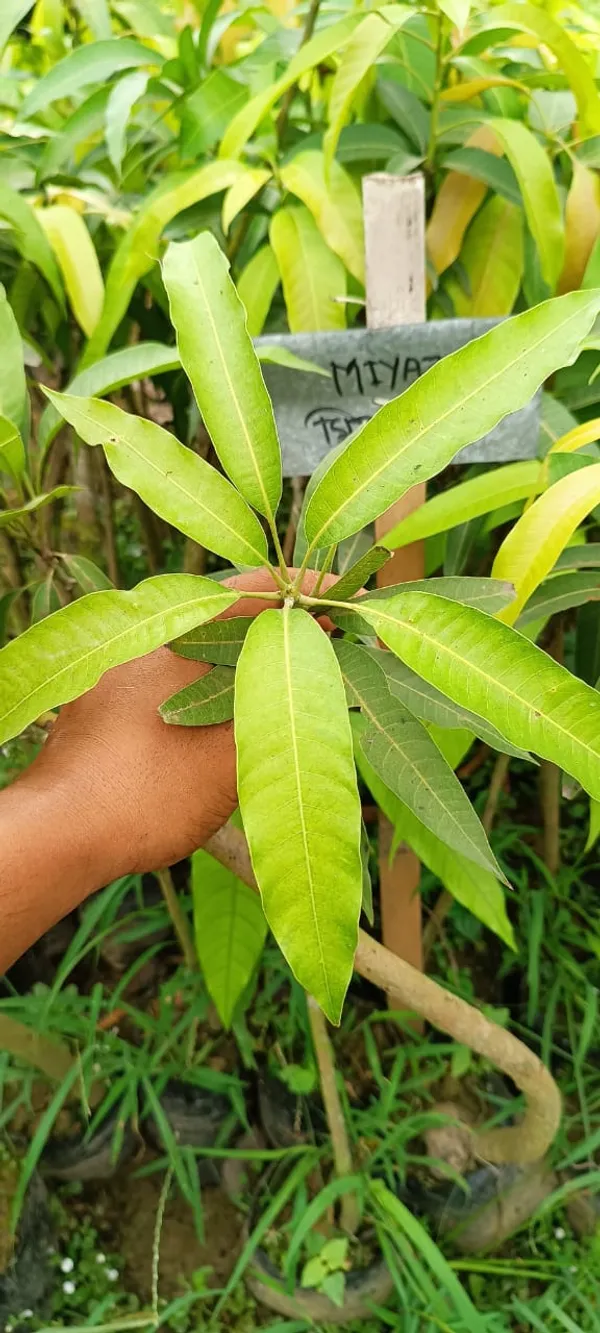 Japanese_Miyazaki_(Red)_Mango_Hybrid_Fruit_Plant_&_Tree_(1.5-3.5_Ft_Hight)_For_Home_Garden_Well_Watered_Miyazaki_Mango_Plant_(Pack_Of_1)