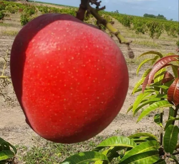 Japanese_Miyazaki_(Red)_Mango_Hybrid_Fruit_Plant_&_Tree_(1.5-3.5_Ft_Hight)_For_Home_Garden_Well_Watered_Miyazaki_Mango_Plant_(Pack_Of_1)