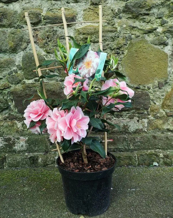 Japonica_Variety_Camellia_Live_Flower_Plant_&_Tree_For_Shrub/Home_Gardening_(Hybrid,_Pack_Of_1)